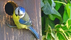 Blaumeise_mit_Futter (03).jpg